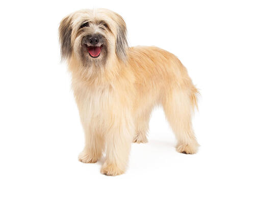 Working sheepdog best sale breed